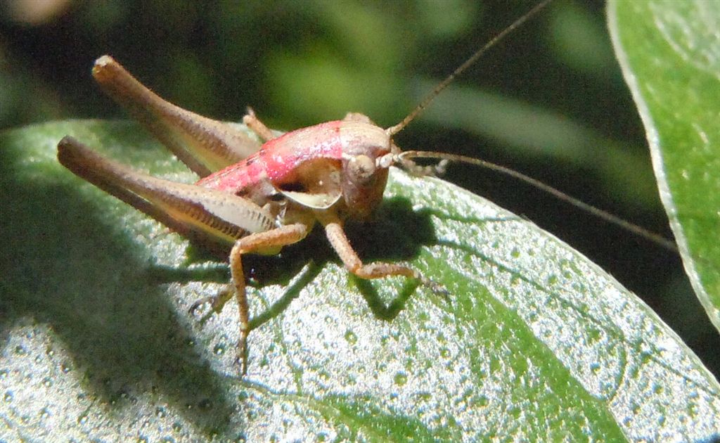 Cavalletta rosa: neanide di Pholidoptera o Eupholidoptera